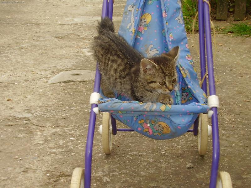 Foto: Moje ko�i�ka-Nehoupej tolik