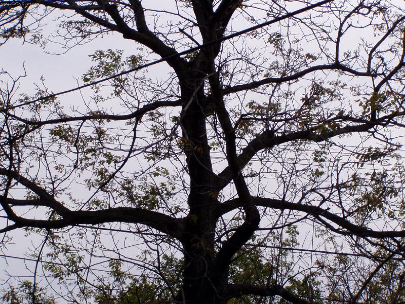 Foto: O�e��k-kr�sn� rozv�tven�