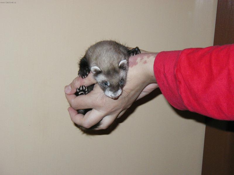 Foto: Fretka-Poklad v dlani