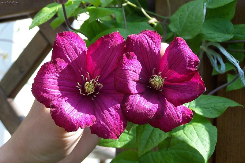 Foto: klematis -nelly mosser-v�nov� kv�ty klematisu