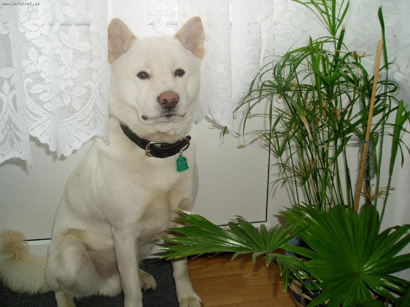 Foto: Pod z�clonkou