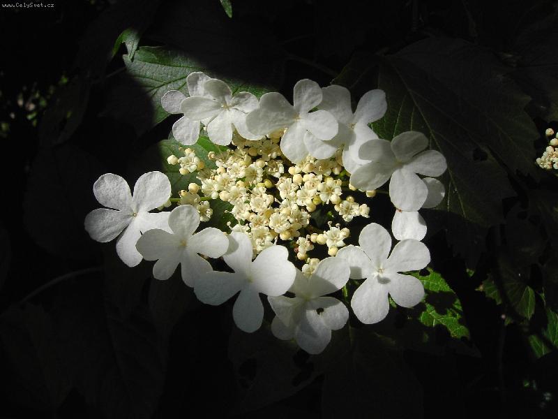 Foto: sv�tlo a st�n