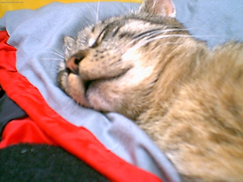 Foto: kocourek Mat�sek si d�va spac� chvilku