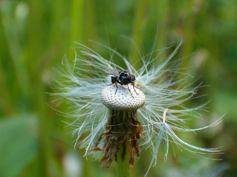 Foto: P��prava k odletu-Makro