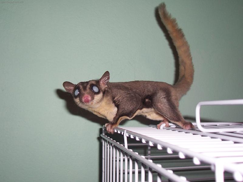 Foto: Vakoveverka-T��k a jsem venku...