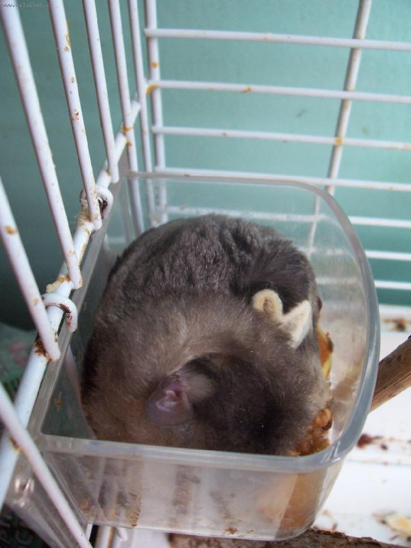 Foto: Vakoveverka-neru�it sp�m