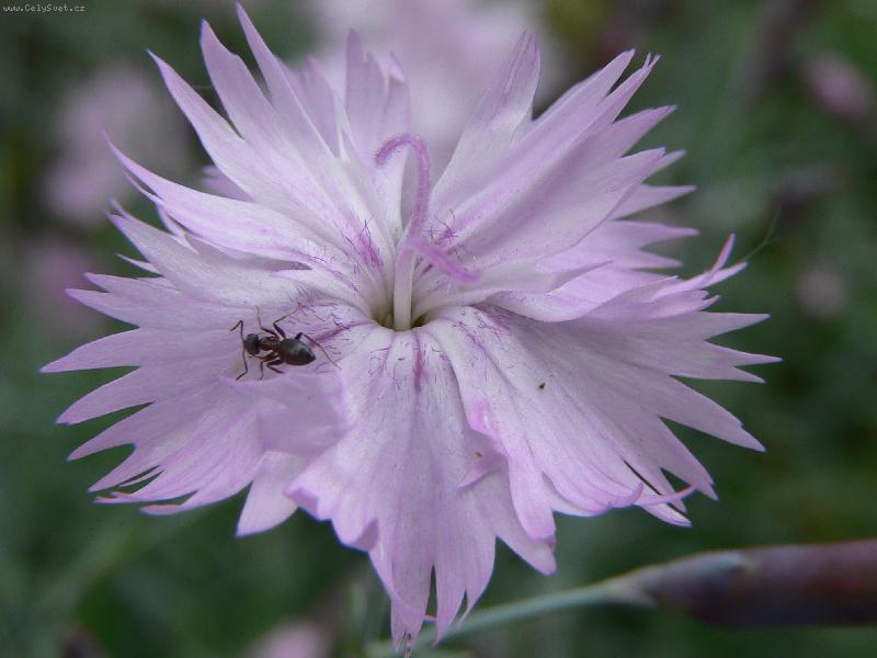 Foto: Mravene�ek na kv�tince :)-Mravene�ek leze po kiti miti :)