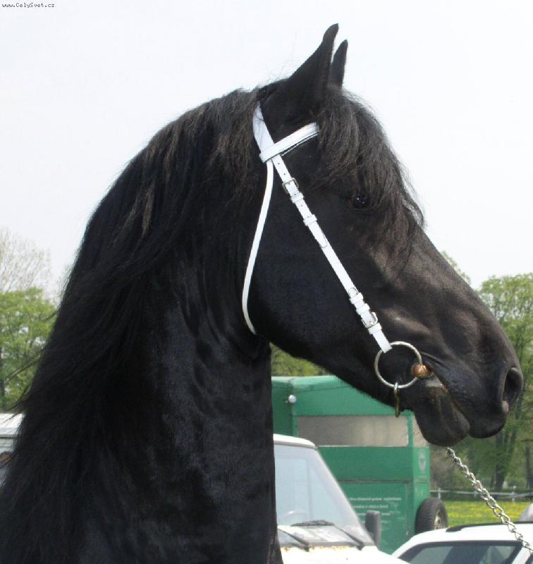 Foto: vzne�enost fr�zk�ho kon�