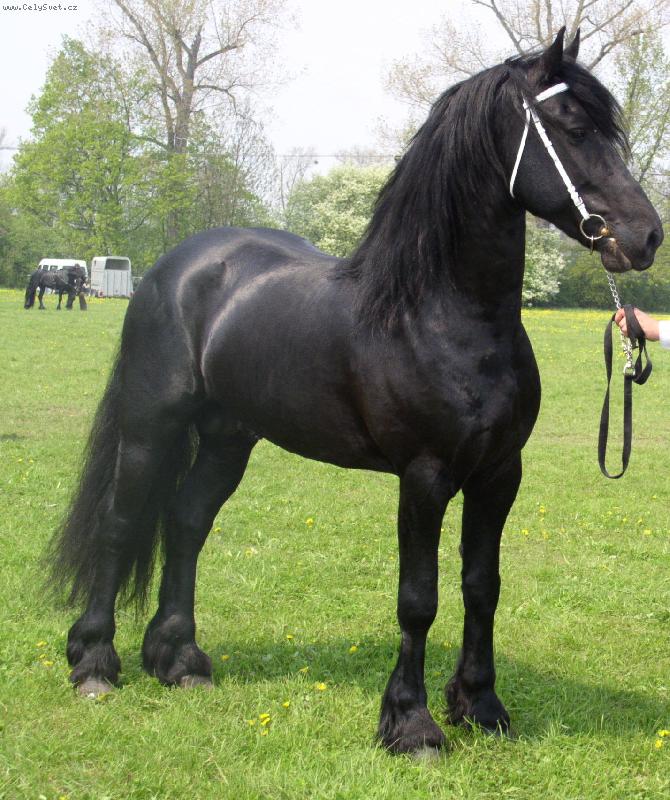 Foto: fr�zsk� k��