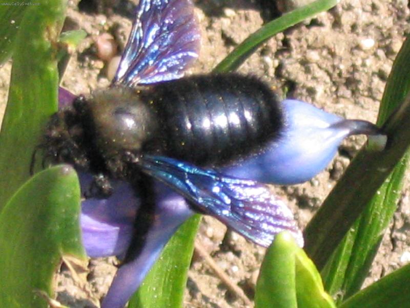 Foto: sv�t hmyzu-na�e kr�sn� p��roda