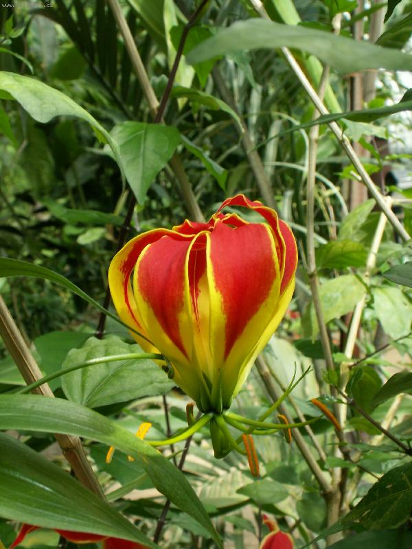 Foto: Orchidej-...jedna s orchidej� s expozice sklen�ku FataMorgana