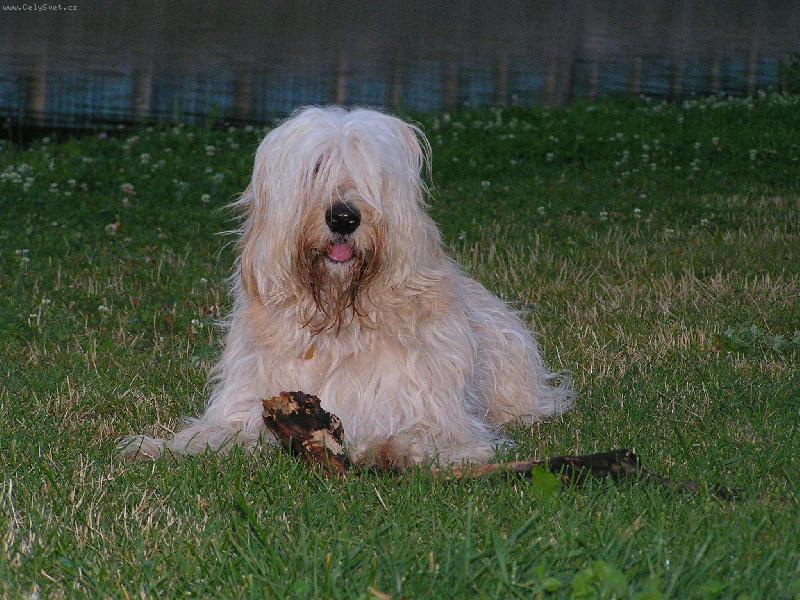 Foto: Co to ��k�? �patn� t� sly��m,jsem moc chlupat�!!!-Mat�j��ek a jeho v�tev.