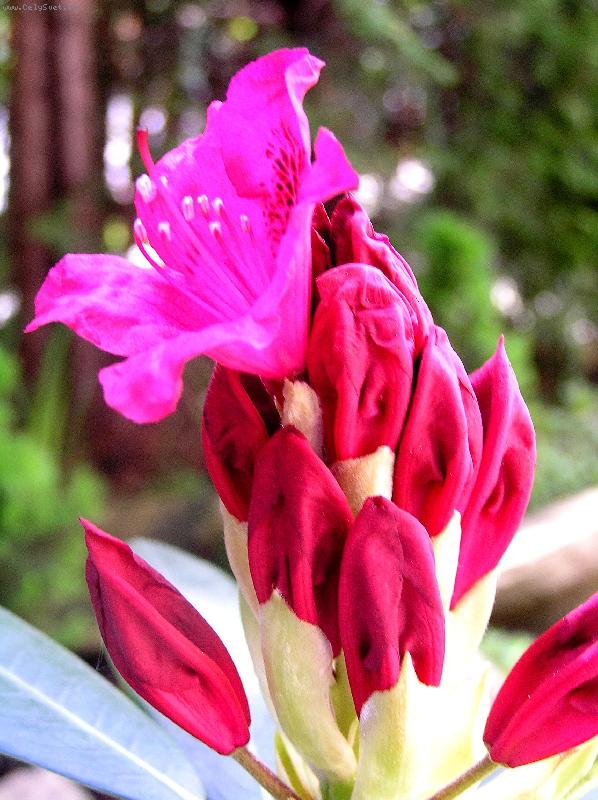 Foto: Rododendron