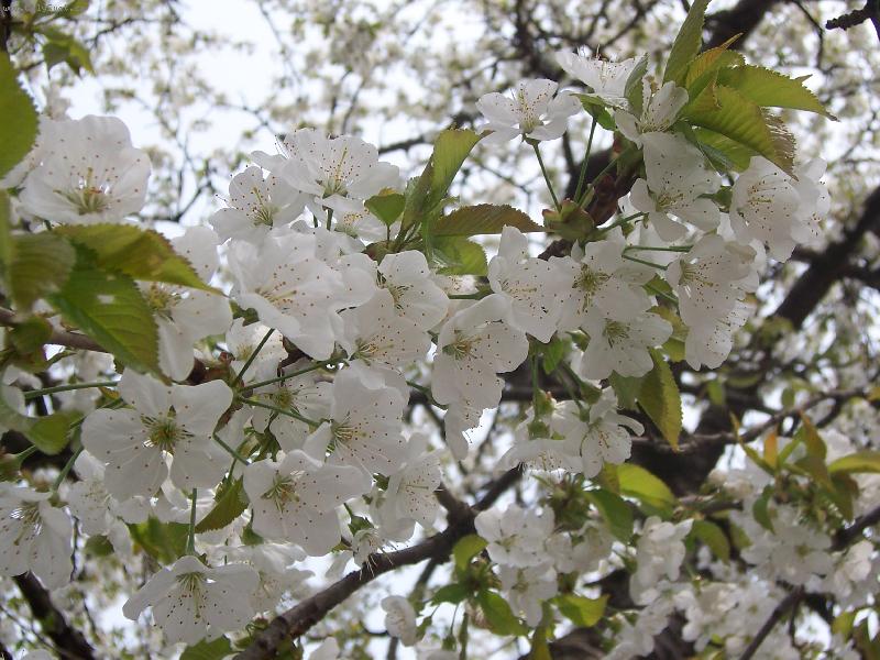 Foto: �istota t�e��ov�ch kv�t�