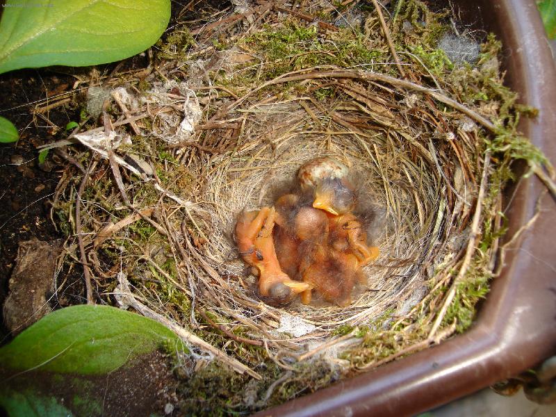 Foto: pr�v� vyl�hnut� pt��ata-hn�zdo v truhl�ku s kv�tinami