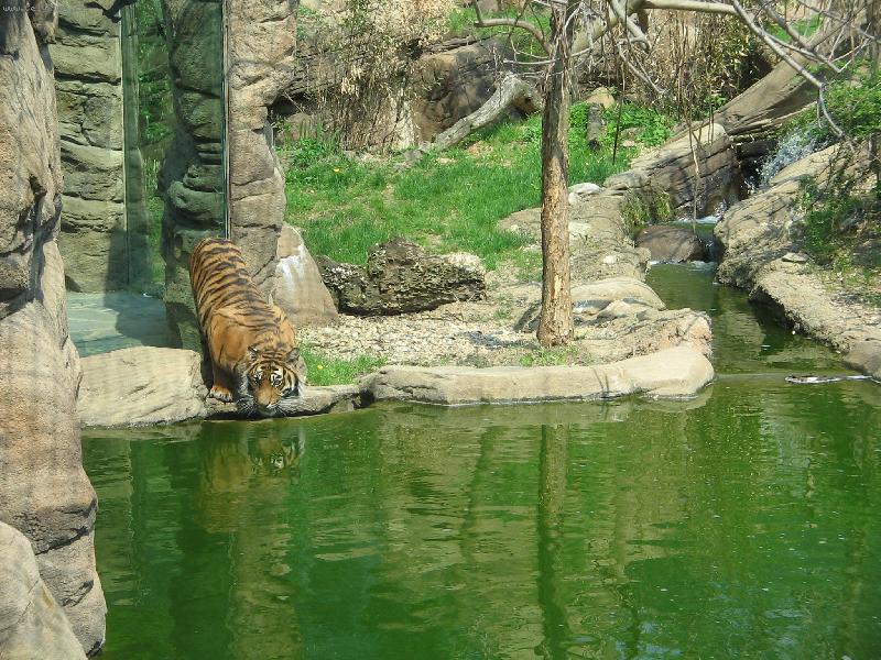 Foto: Tygr-tygr v ZOO Brno