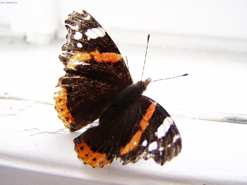 Foto: Mot�l na okn�