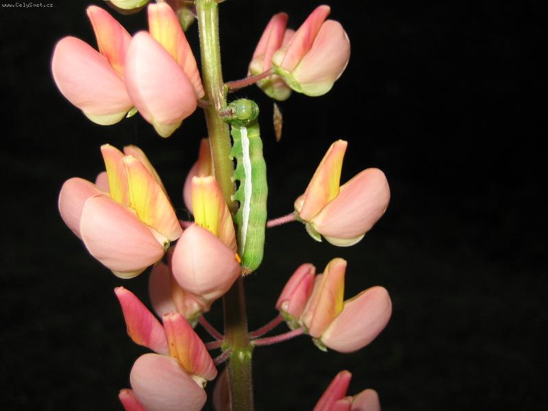 Foto: Housenka-J�c� housenka (v noci).