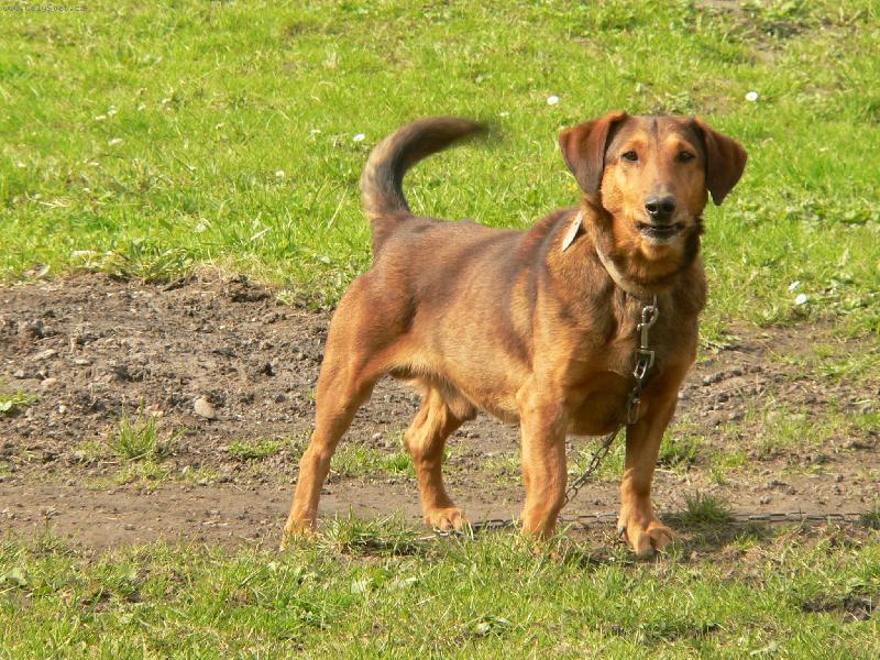 Foto: Pozor hodn� pes-Jen ob�as ztr�c� nervy...