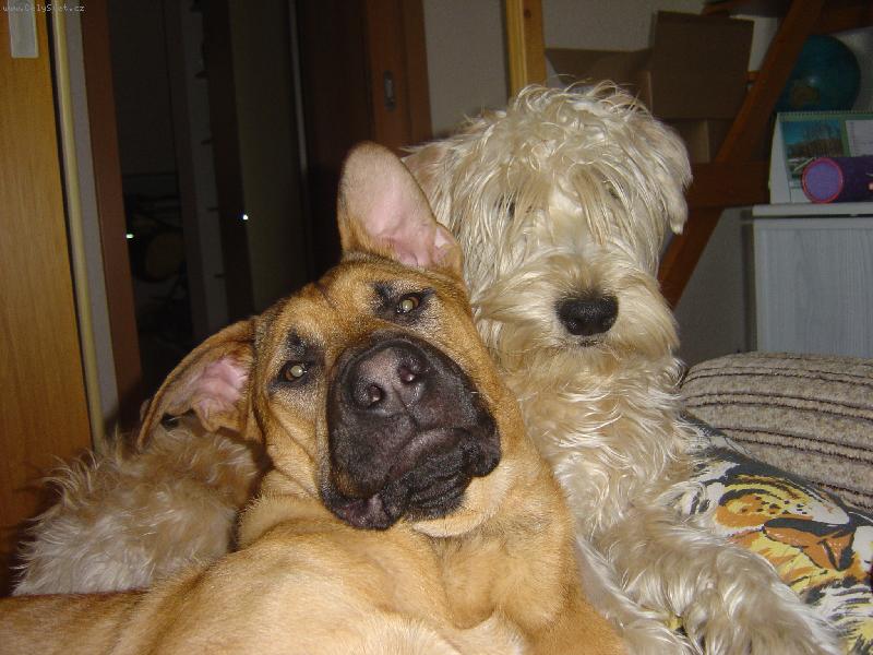 Foto: Nejlep�� kamar�di-Dva jsou v�c ne� jeden.....