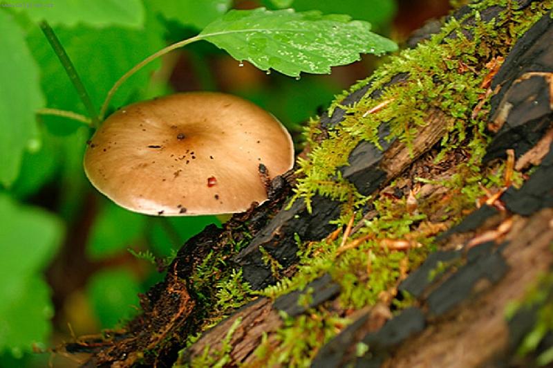 Foto: Pra�ivka na pa�ezu