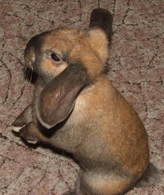 Foto: �ofinka-N� zv�dav� kr�l��ek