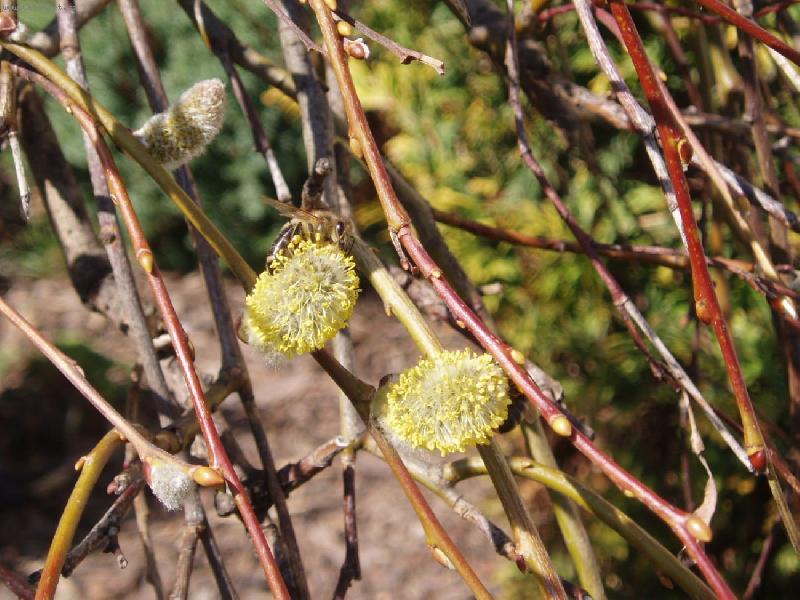 Foto: Vrba j�va - ko�i�ka a v�ela-V�ela na prvn� jarn� pastv� - ko�i�ce