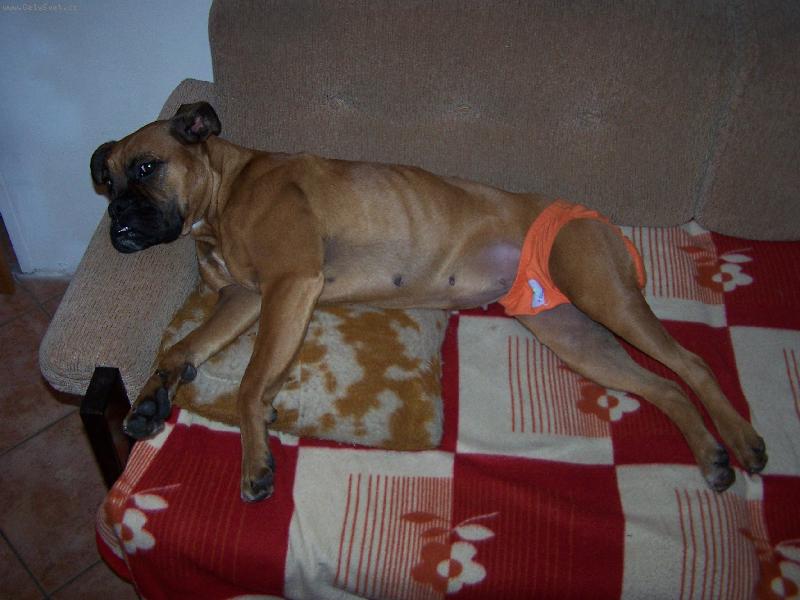 Foto: I fenky maj� sv� dny-Neru�it, odpo��v�m.