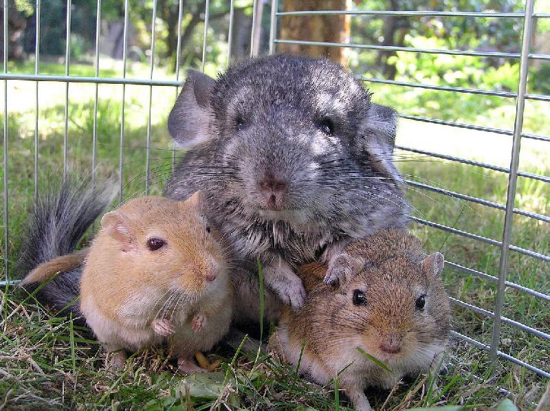 Foto: �in�ila a p�skomilov�