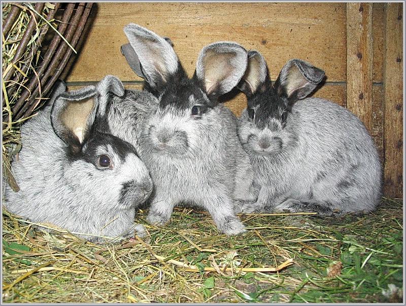 Foto: U�at�  rodinka...-moji mal�  kr�l��ci..