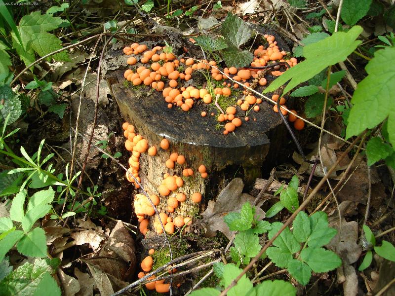 Foto: Houby-na�la jsem houby