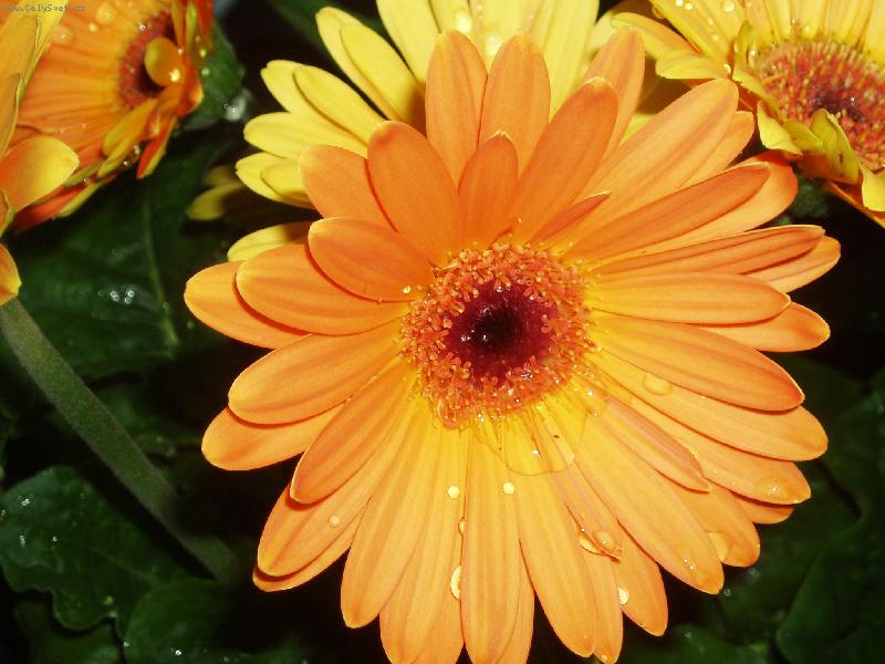 Foto: Za odm�nu vykvetla-koupen� polouhynut�