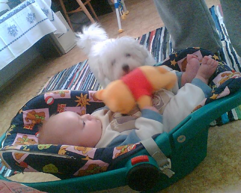 Foto: �� je P�?-Rychle vz�t medv�da Fil�pkovi a pry�!
