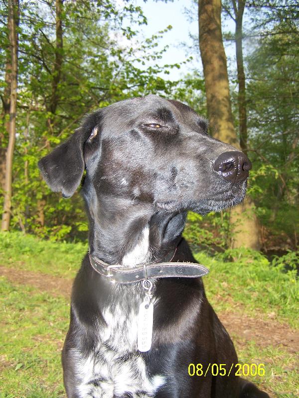 Foto: FIDO-lord of the forest