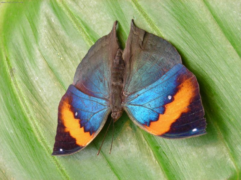 Foto: Mot�l-Vid�la jsem na pasece mot�la...