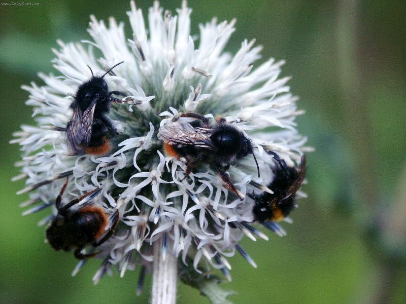 Foto: �mel��ci v akci