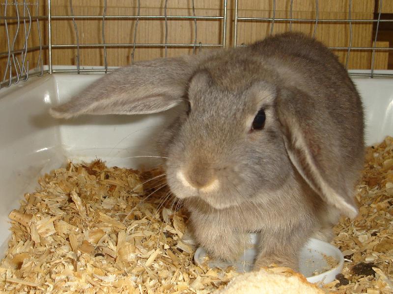 Foto: Hele, m�m pr�zdnou misku!