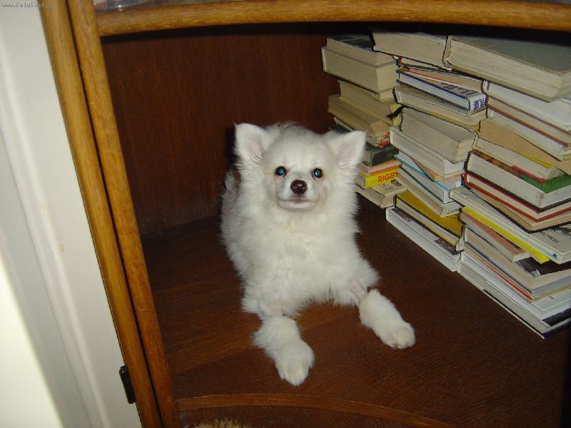 Foto: mal� �ten��ka-to v�echno jsem p�e�etla-mal� n�m.�pic