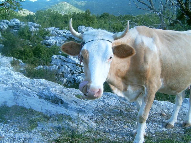 Foto: �ernohorsk� kr�va