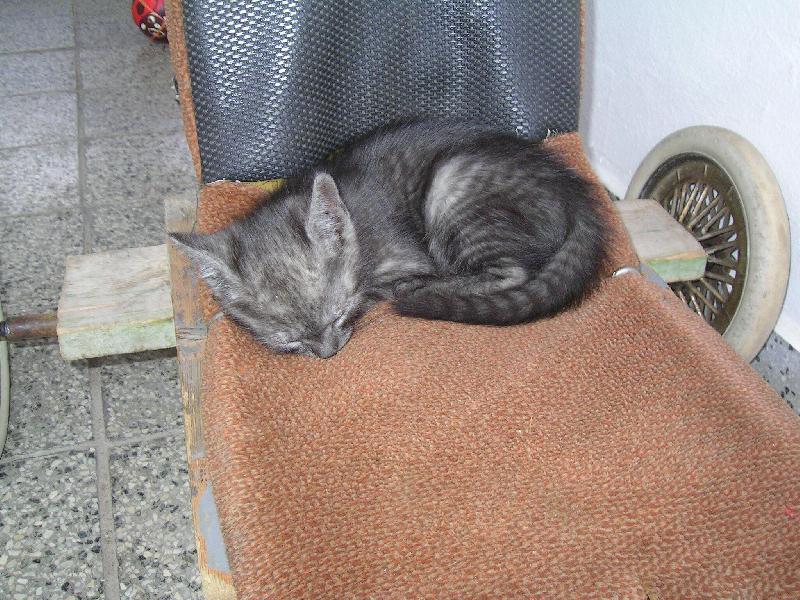 Foto: Mourek spink�-Po dlouh�m dni �el unaven� spinkat