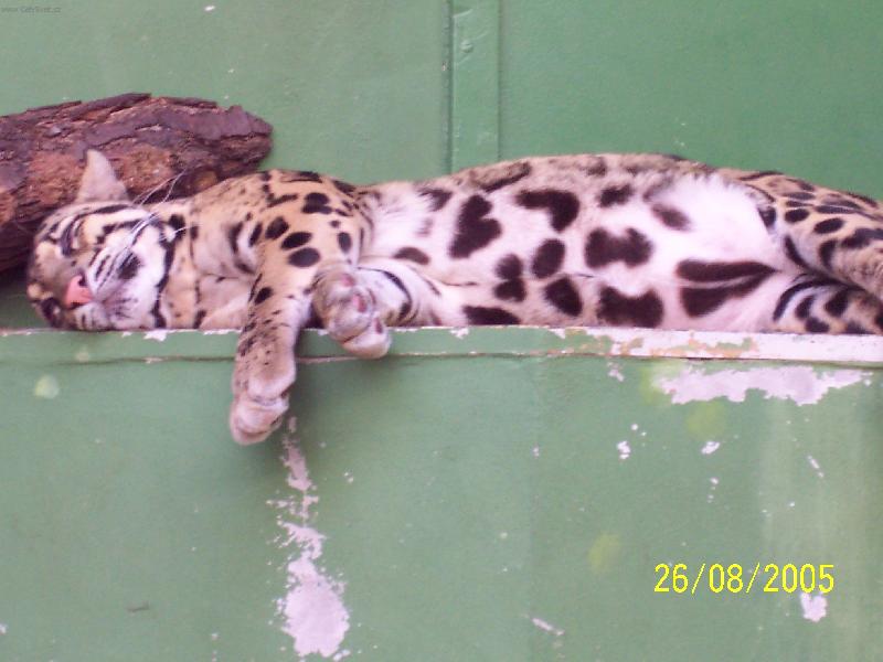 Foto: Ne�kodn� ko�i�ka...