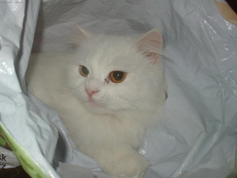 Foto: Lili v ta�ce