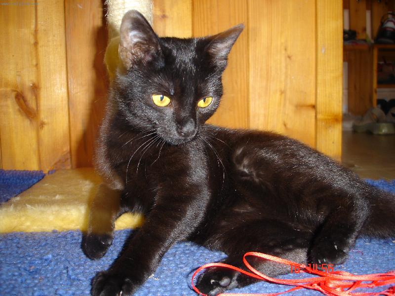 Foto: Cica-mal� lump