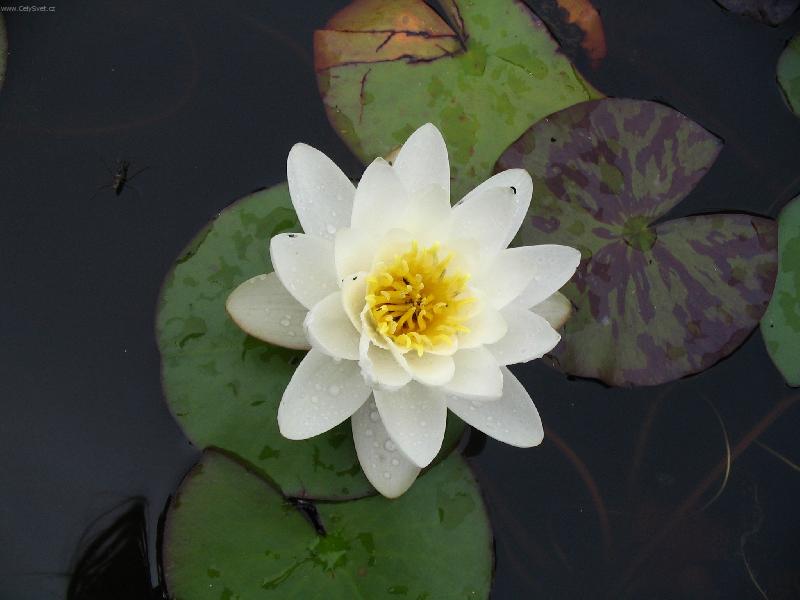 Foto: vodn� kr�sa