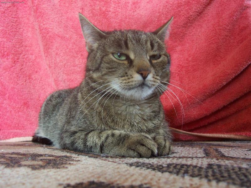 Foto: ,,Sfinga" Zuzanka