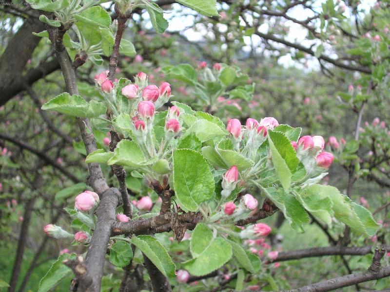 Foto: Rozv�jej�c� se poup� �vestky