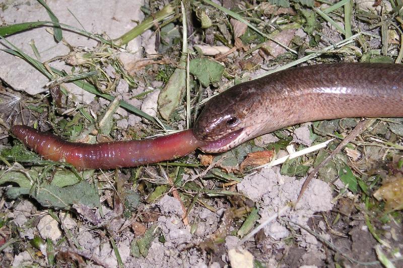 Foto: Vydatn� ob�d-Dobrou chu�