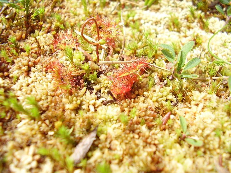 Foto: maso�rav� rosnatka