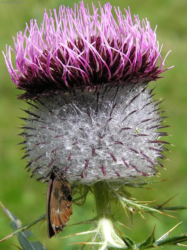 Foto: Au, to pich�