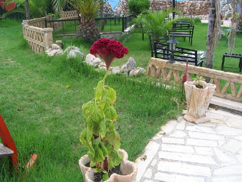 Foto: Celosia cristana Bombay Fire-Zakynthos